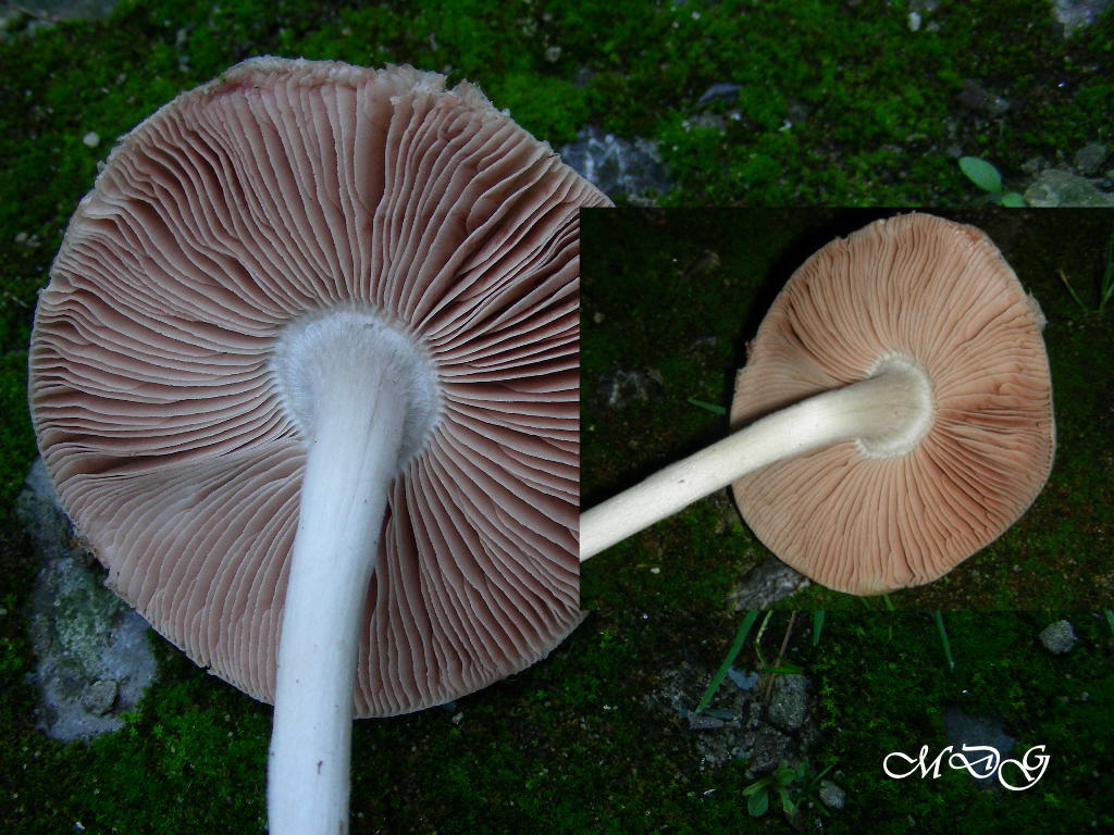 Volvariella gloiocephala?